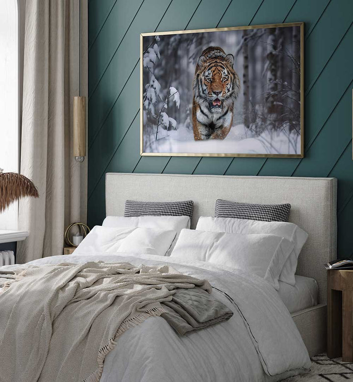 SNOW TIGER , PHOTOGRAPHY PRINTS