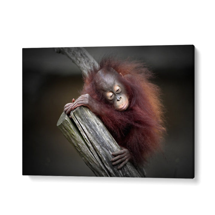 African painting - A PLAYFUL DAY (ORANG-UTAN BABY) by Asianmonk