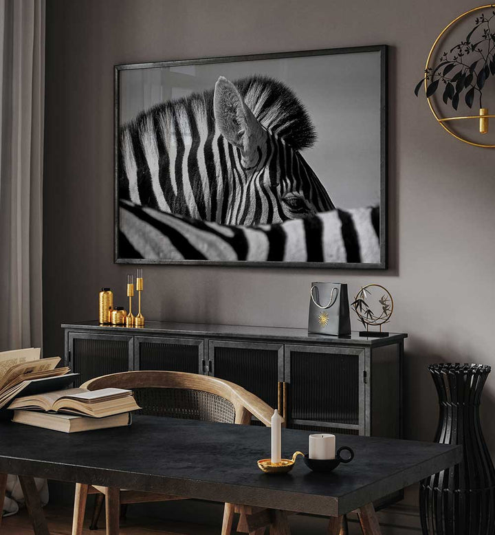 CURIOUS ZEBRA , PHOTOGRAPHY PRINTS