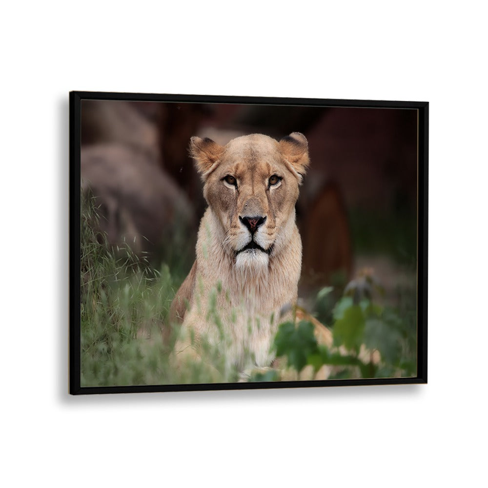 African painting - LIONESS (BERBER) by Asianmonk