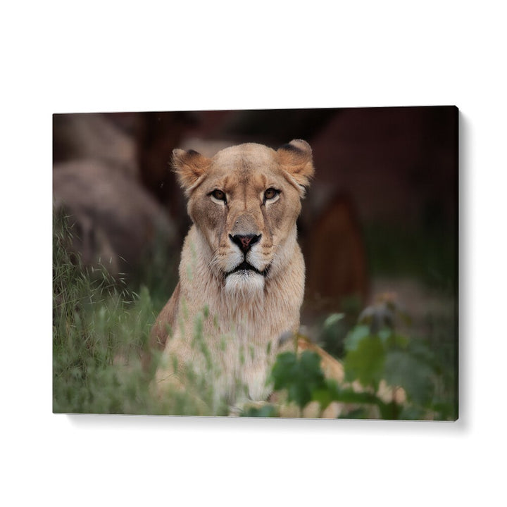 African painting - LIONESS (BERBER) by Asianmonk