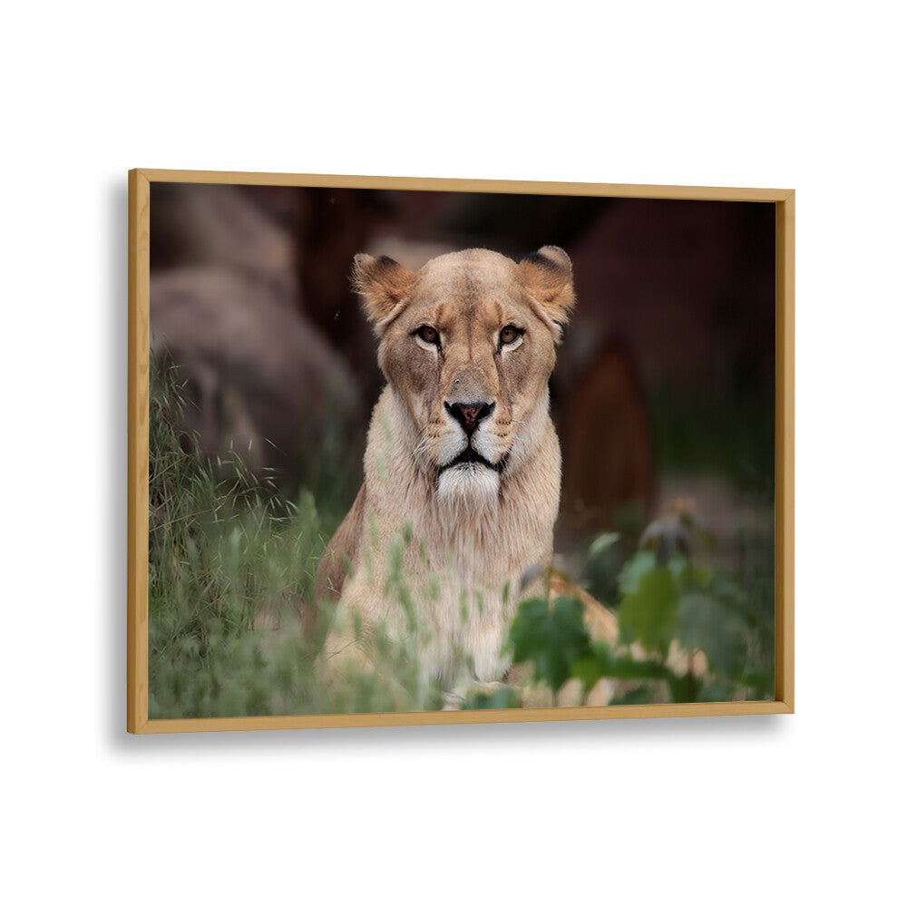 African painting - LIONESS (BERBER) by Asianmonk