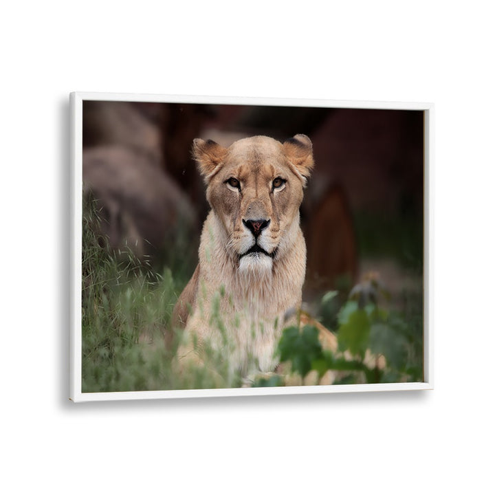 African painting - LIONESS (BERBER) by Asianmonk