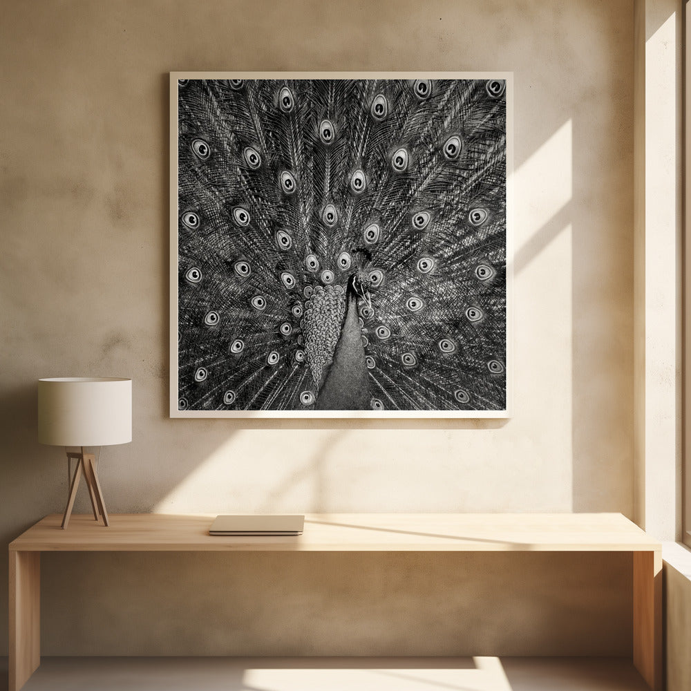 PEACOCK  , PHOTOGRAPHY PRINTS