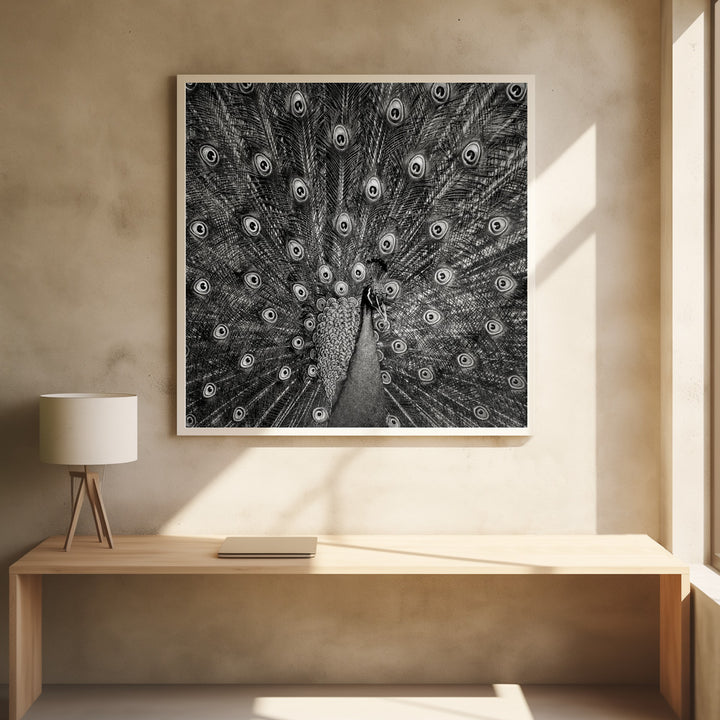 PEACOCK  , PHOTOGRAPHY PRINTS