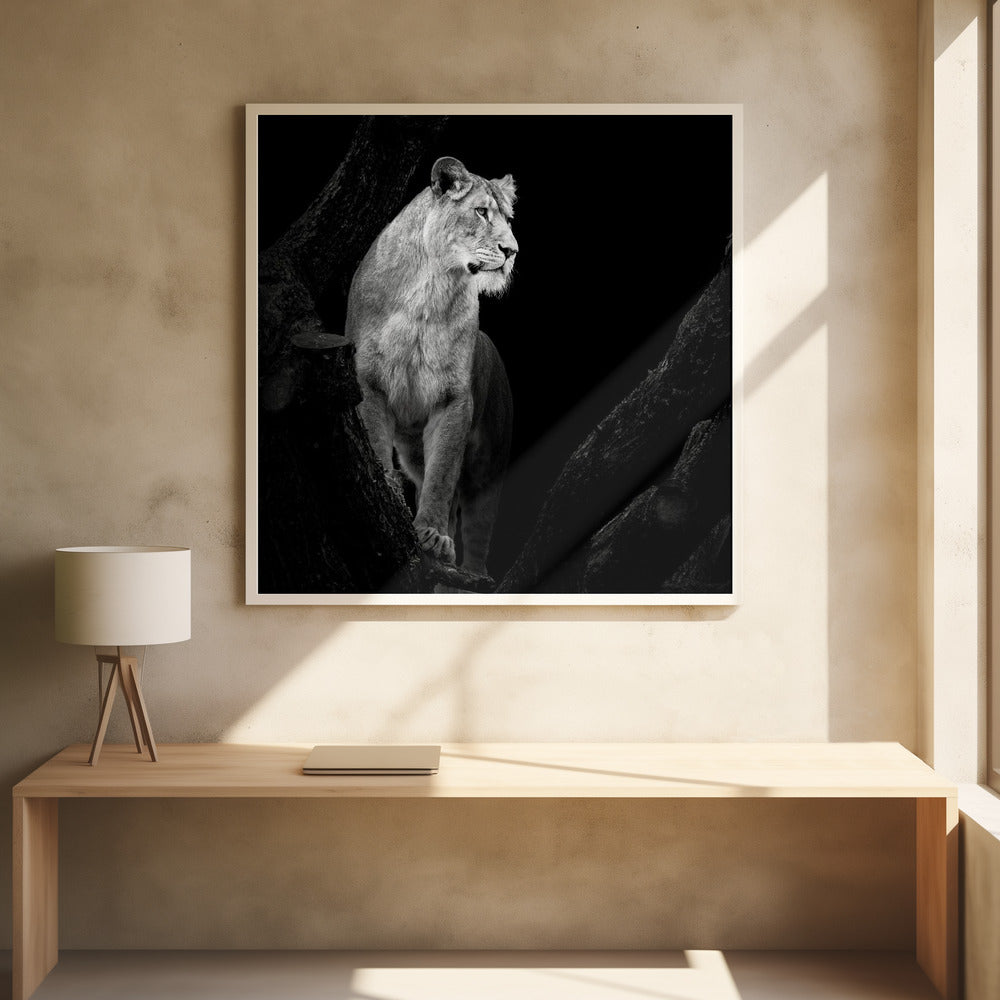 LIONESS I  , PHOTOGRAPHY PRINTS