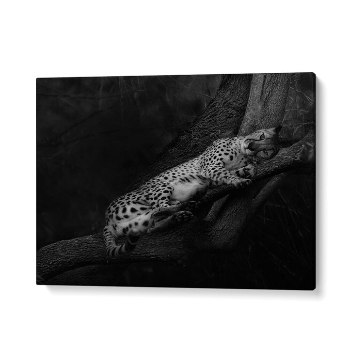 RESTING CHEETAH