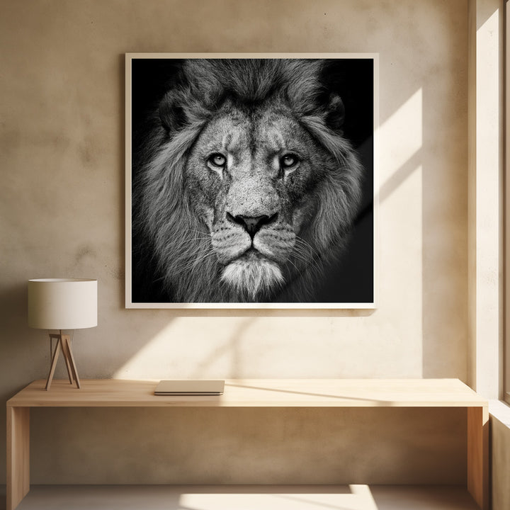 STARE ME DOWN , PHOTOGRAPHY PRINTS