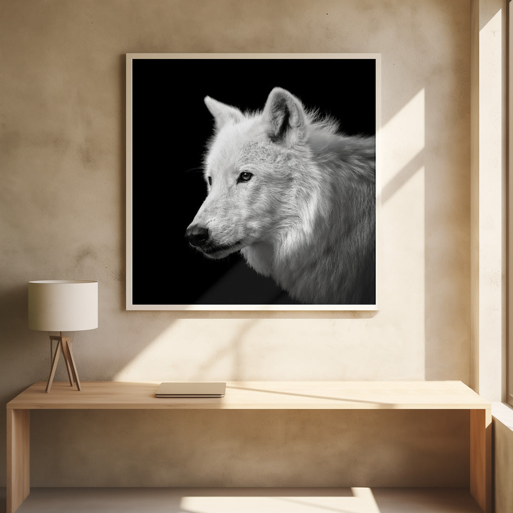 WHITE WOLF , PHOTOGRAPHY PRINTS