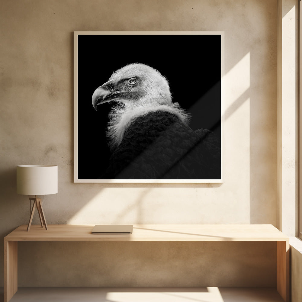 EURASIAN GRIFFON III , PHOTOGRAPHY PRINTS