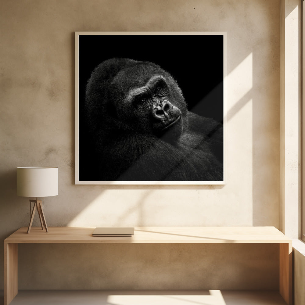 GORILLA II  , PHOTOGRAPHY PRINTS
