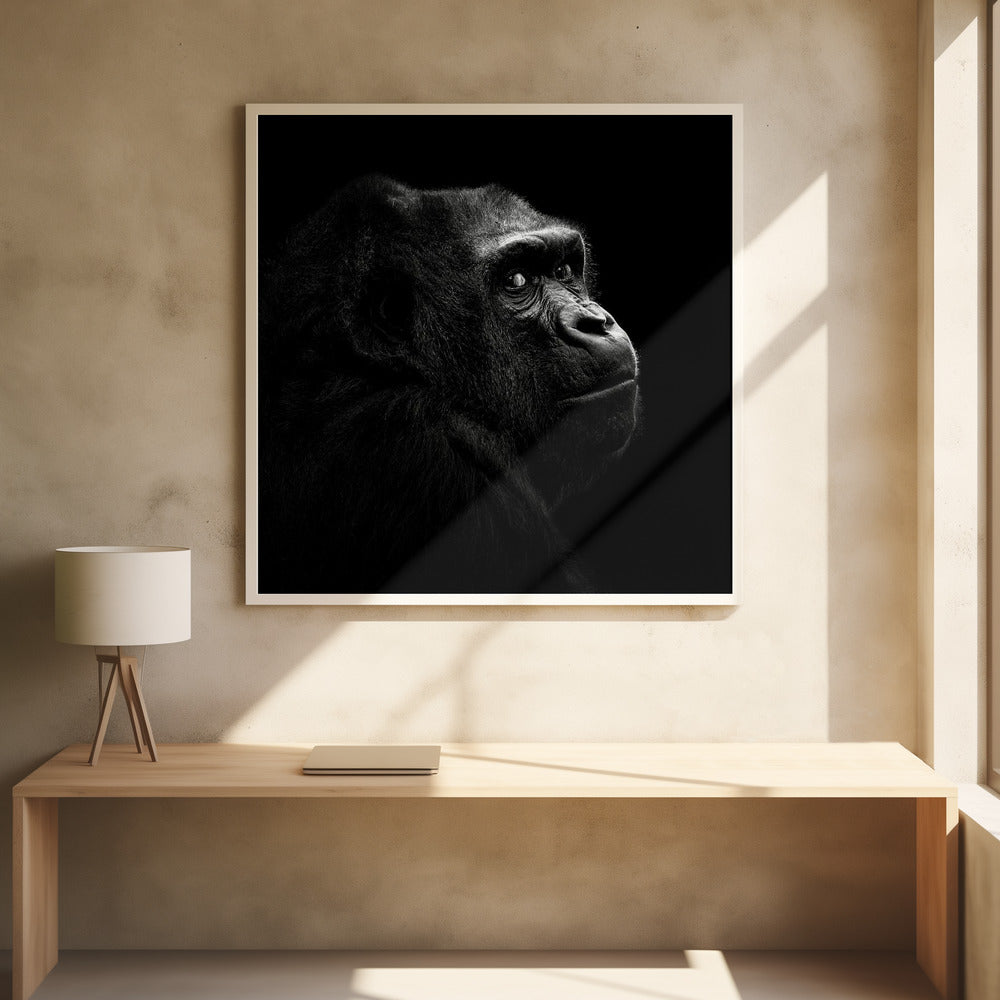 GORILLA I  , PHOTOGRAPHY PRINTS