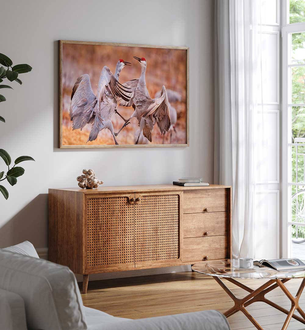 MATING SEASON , PHOTOGRAPHY PRINTS