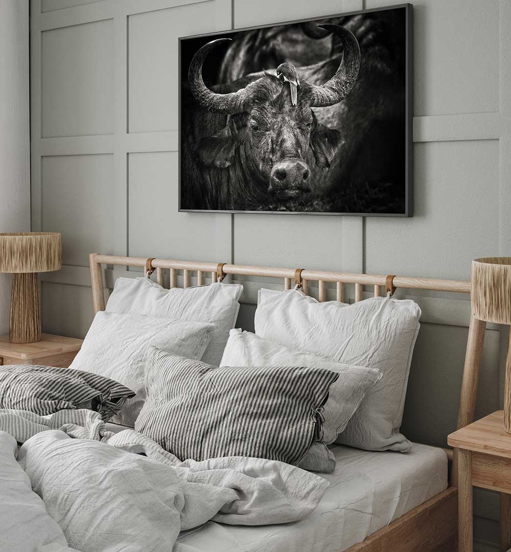 RED-BILLED OXPECKER  , PHOTOGRAPHY PRINTS