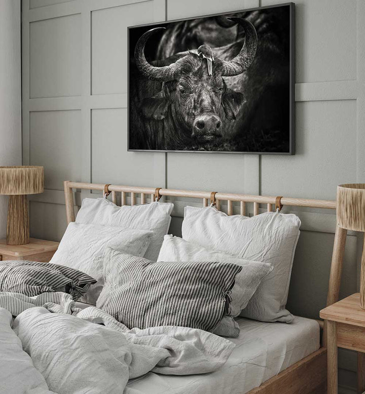 RED-BILLED OXPECKER  , PHOTOGRAPHY PRINTS