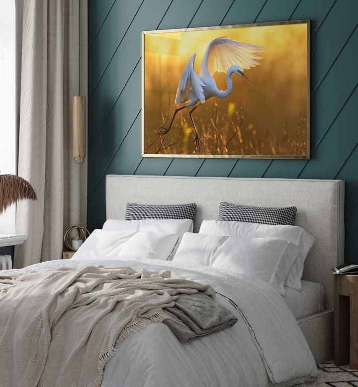 MORNING EGRET , PHOTOGRAPHY PRINTS