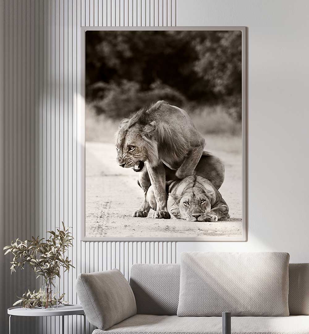 LION LOVE , PHOTOGRAPHY PRINTS