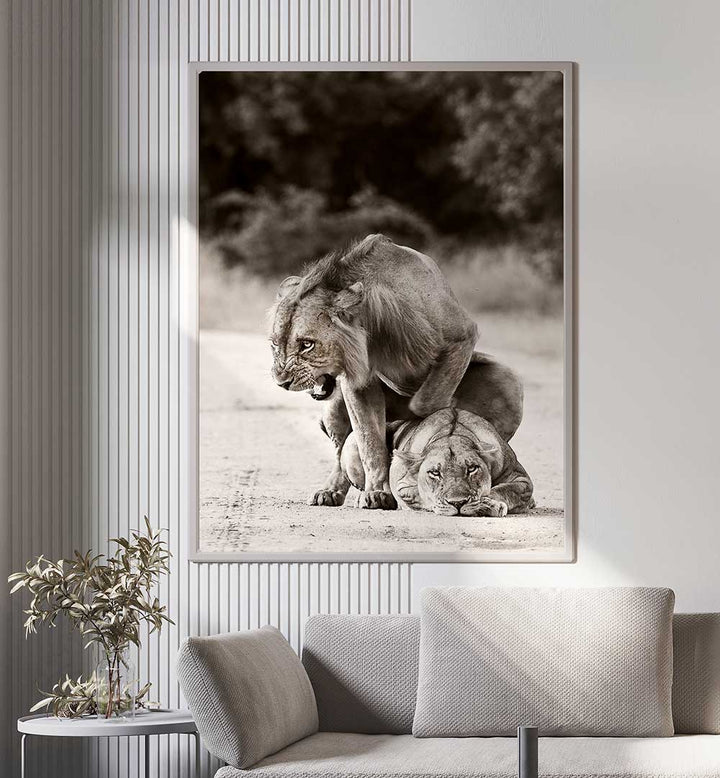 LION LOVE , PHOTOGRAPHY PRINTS