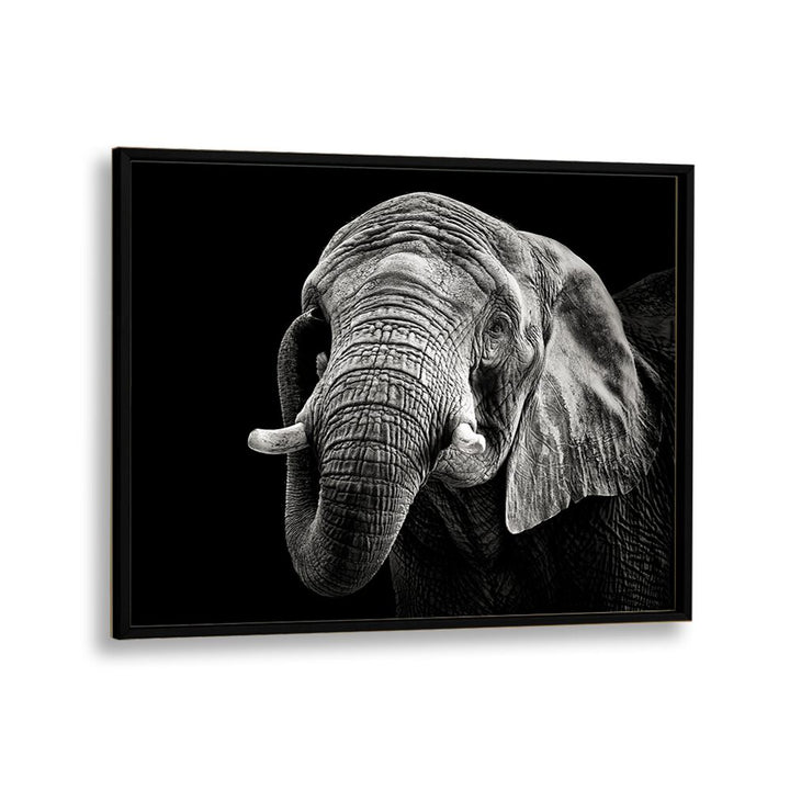 AFRICAN ELEPHANT WILDLIFE PHOTOGRAPHY in Black Plain Frame