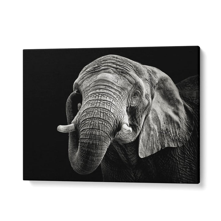 AFRICAN ELEPHANT WILDLIFE PHOTOGRAPHY in Gallery Wrap