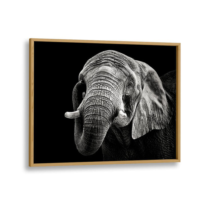 AFRICAN ELEPHANT WILDLIFE PHOTOGRAPHY in Oak Wood Plain Frame