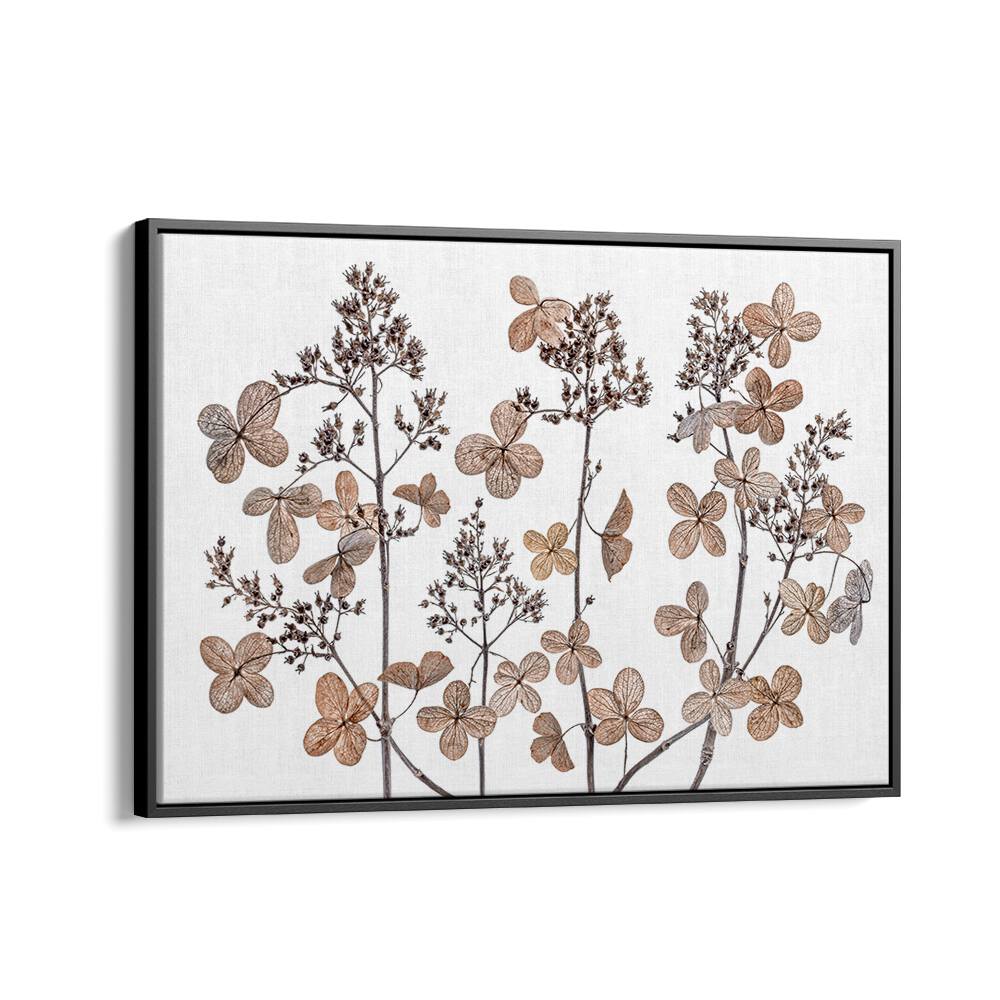 Elegant HYDRANGEA PANICULATA, FLORAL FLOWER PAINTINGS showcase intricate flower designs, perfect for nature lovers.