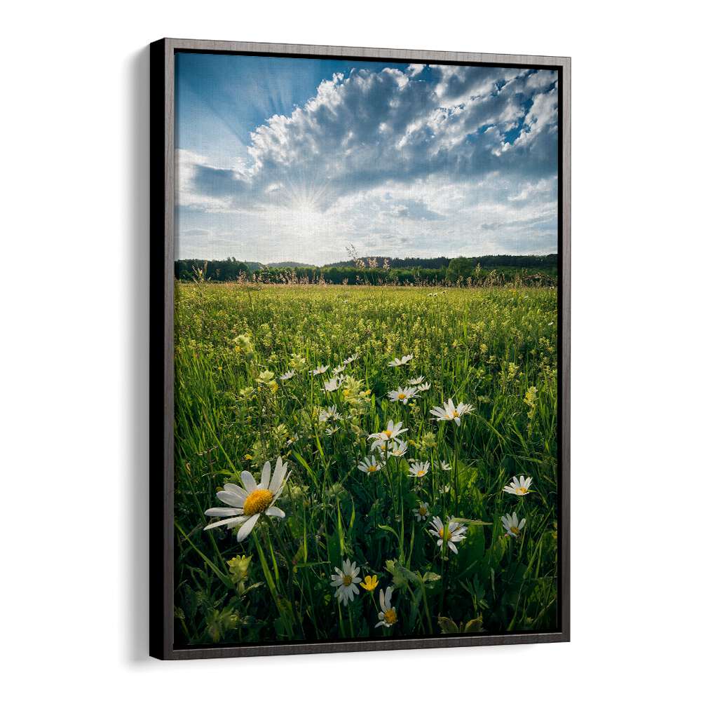 FLOWERING MEADOW , LANDSCAPE PHOTO PRINTS , LANDSCAPE PHOTOGRAPHY