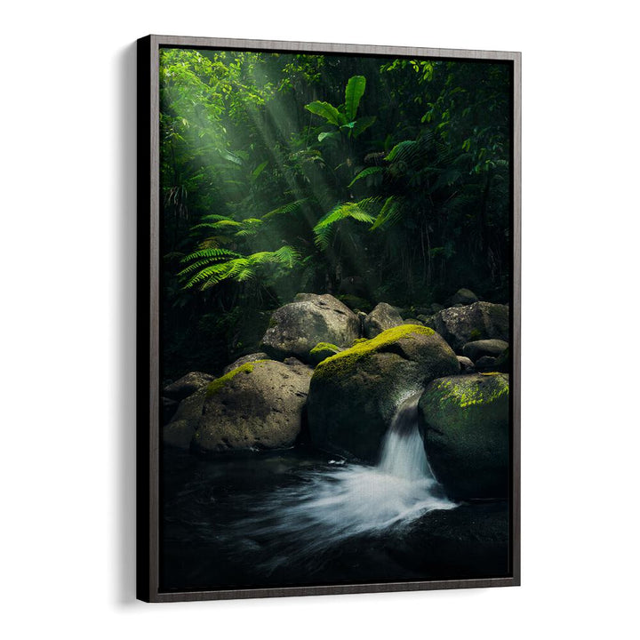 MYSTIC JUNGLE , LANDSCAPE PHOTO PRINTS , LANDSCAPE PHOTOGRAPHY