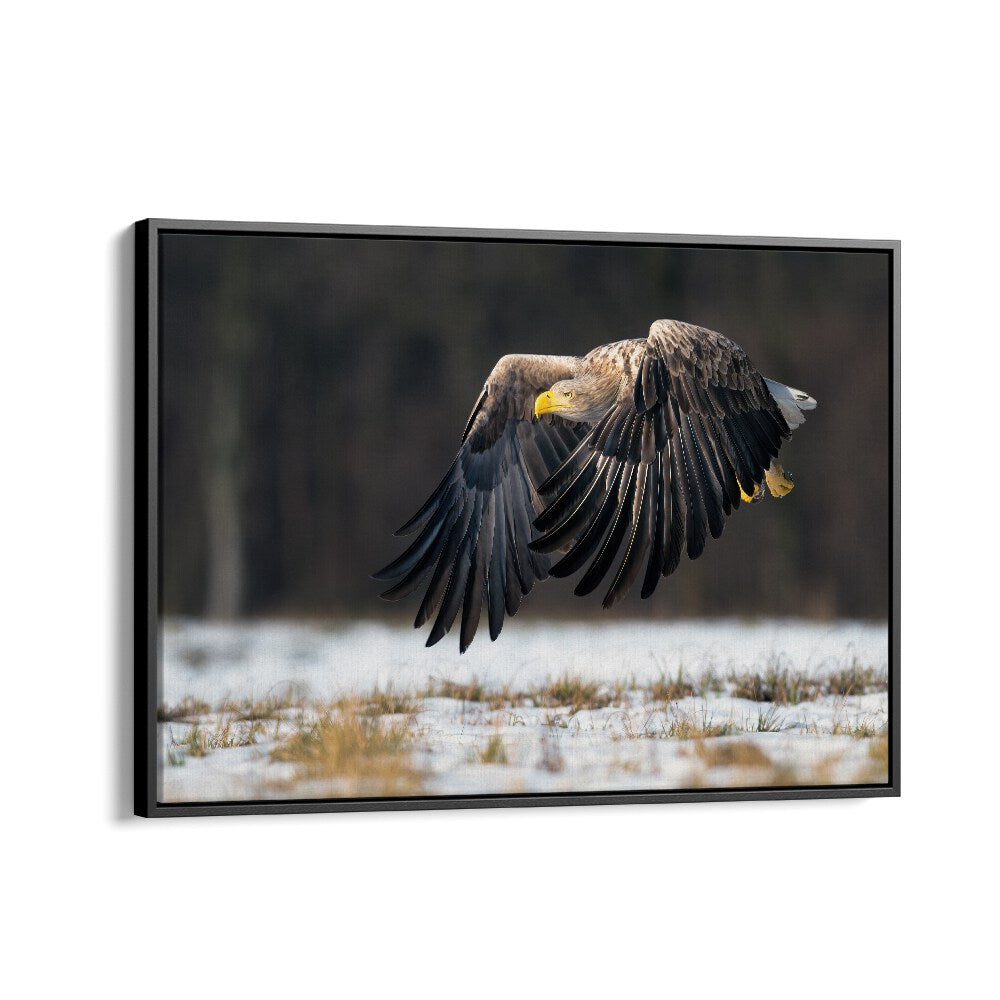 PHOTOGRAPHY painting - WHITE-TAILED EAGLE by Asianmonk