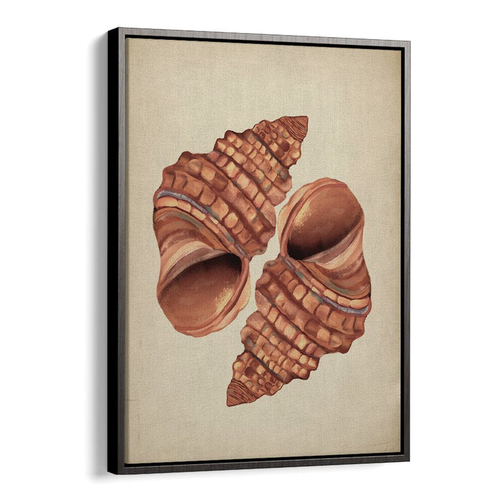 Seashell Vintage, Beach Paintings showcase beautiful conch shells, adding coastal charm to your home décor.