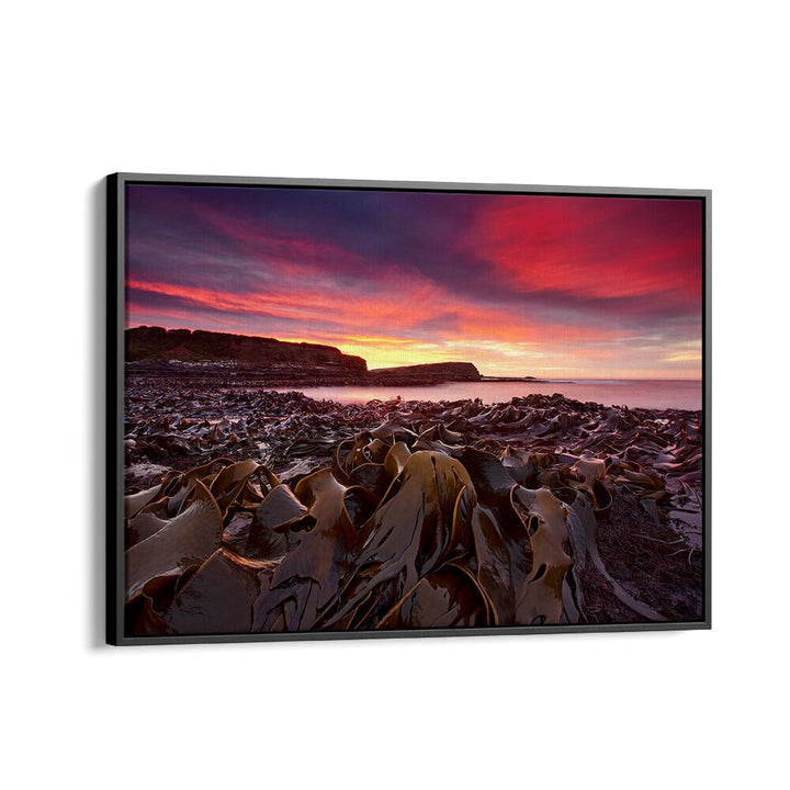 Stunning CURIO BAY MORNING, PHOTOGRAPHY PRINTS showcasing vibrant skies and serene coastal landscapes. Perfect for decor!