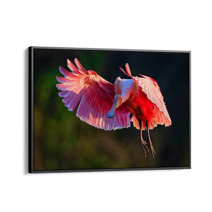 Stunning ROSEATE SPOONBILL, PHOTOGRAPHY PRINTS showcasing vibrant colors and serene elegance in nature. Perfect for decor!