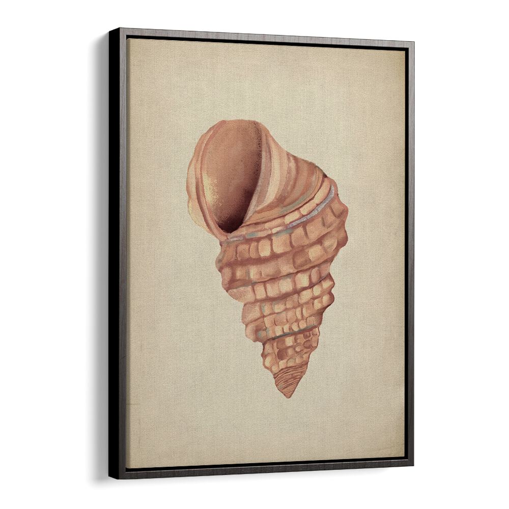 Elegant PINK SEASHELLS, BEACH PAINTINGS bringing coastal charm to your home decor from your favorite coastal store.