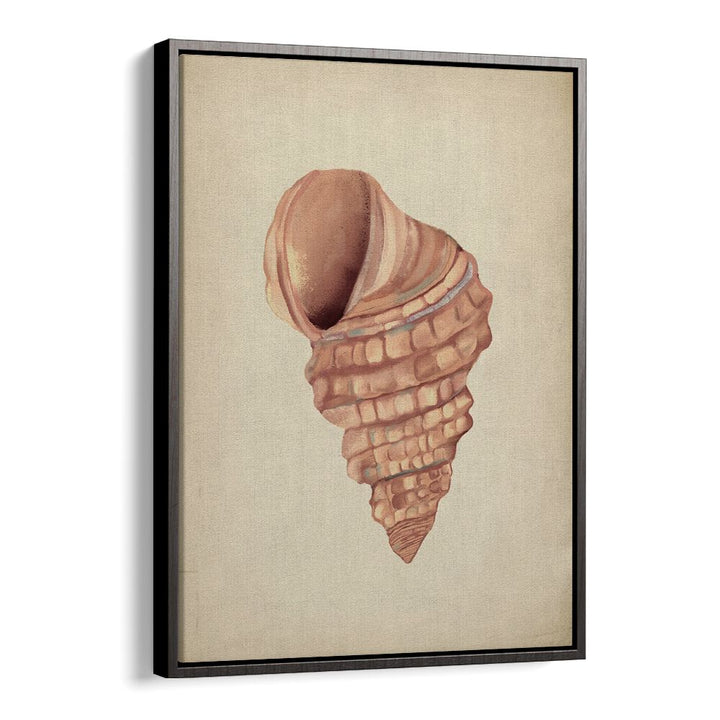 Elegant PINK SEASHELLS, BEACH PAINTINGS bringing coastal charm to your home decor from your favorite coastal store.