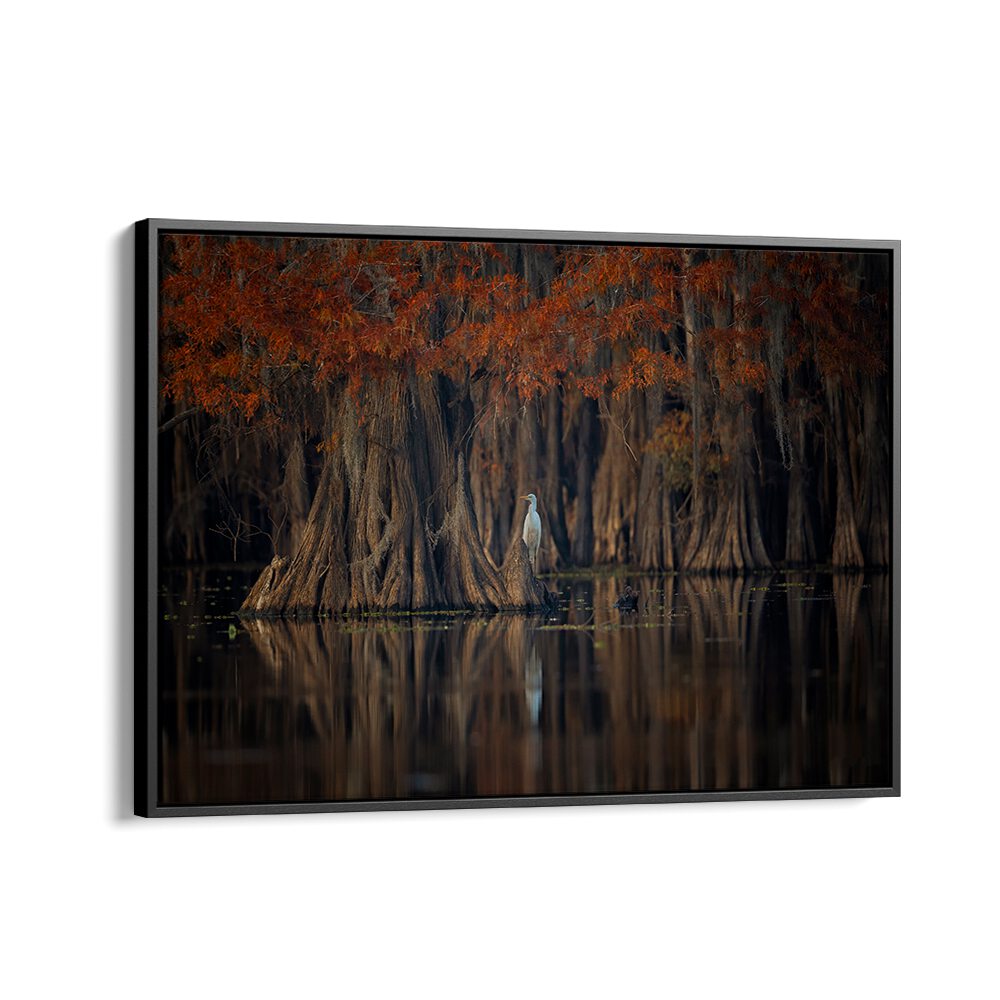 Serene cypress trees reflect in calm waters, showcasing TRANQUIL LAKE, PHOTOGRAPHY PRINTS for peaceful decor.