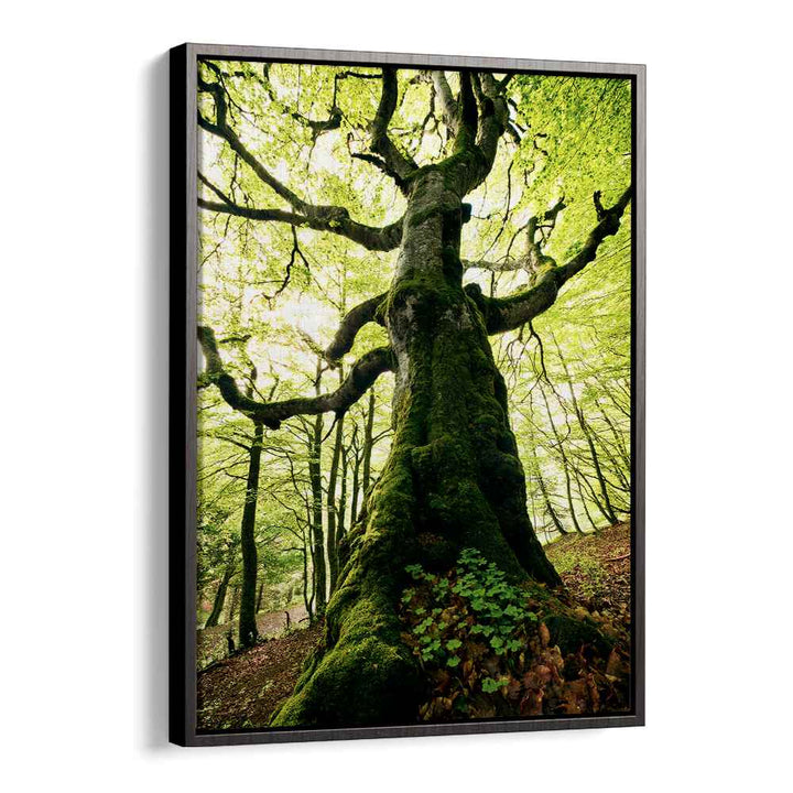 ENT BY STEFAN HEFELE , LANDSCAPE PHOTO PRINTS