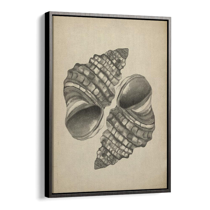 Elegant SEASHELLS II, BEACH PAINTINGS showcase intricately designed seashells, perfect for coastal home decor.