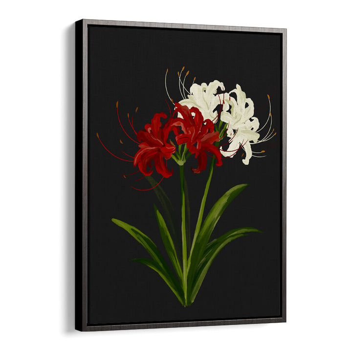RED WHITE SPIDER LILIES