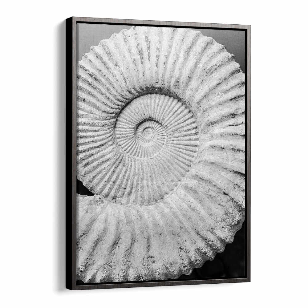 ANCIENT SPIRAL DREAMS , BEACH PAINTINGS framed Black Floater wall art showing monochrome fossil spiral shell close-up