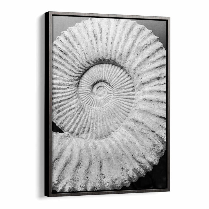 ANCIENT SPIRAL DREAMS , BEACH PAINTINGS framed Black Floater wall art showing monochrome fossil spiral shell close-up