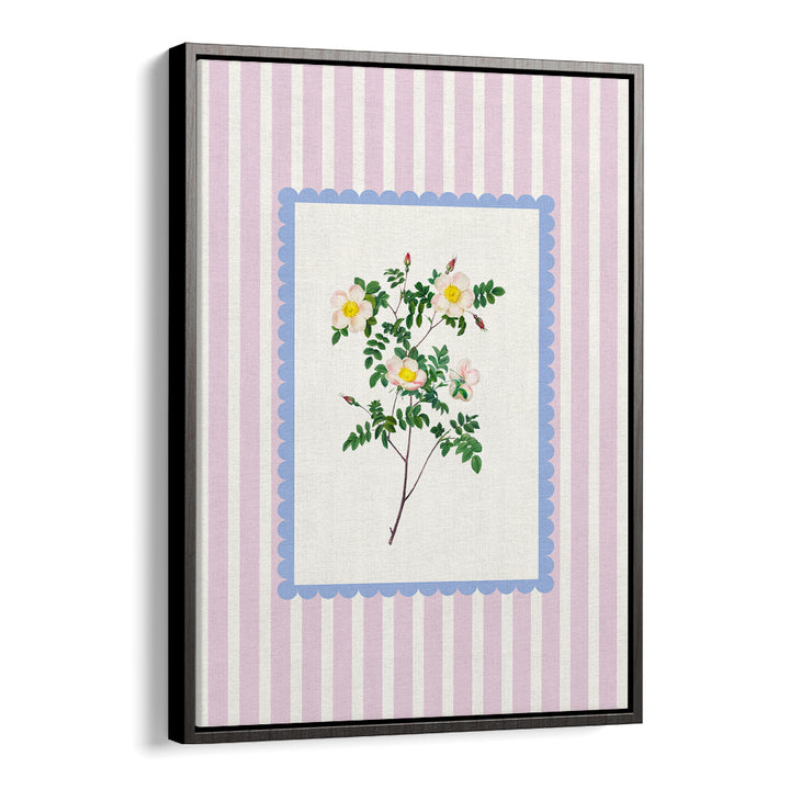 BLUSH WILD ROSE STUDY