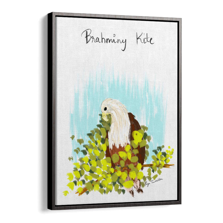 BRAHMINI KITE
