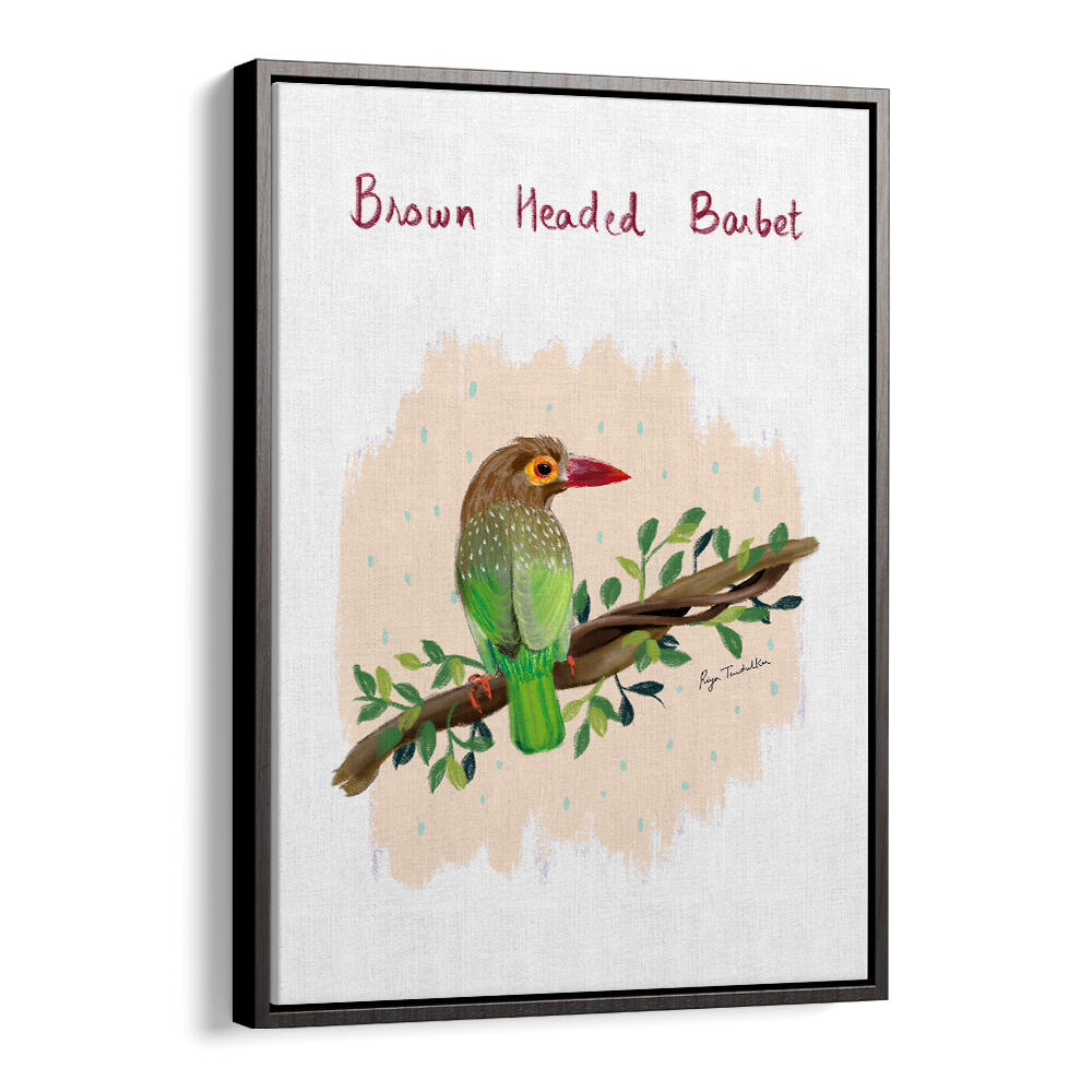 BROWN HEADED BARBET