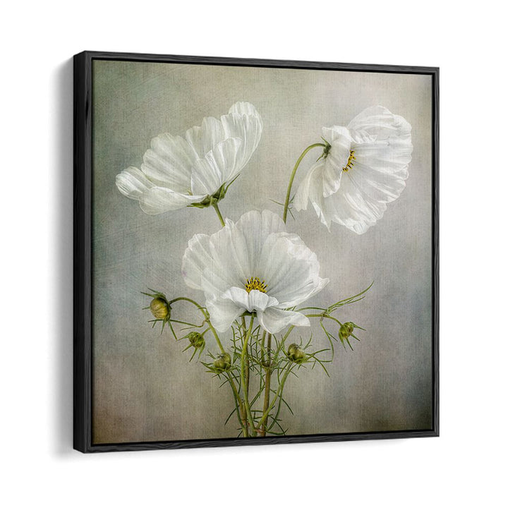 Elegant COSMOS CHARM, FLORAL FLOWER PAINTINGS showcasing delicate white flowers in a stylish black frame.