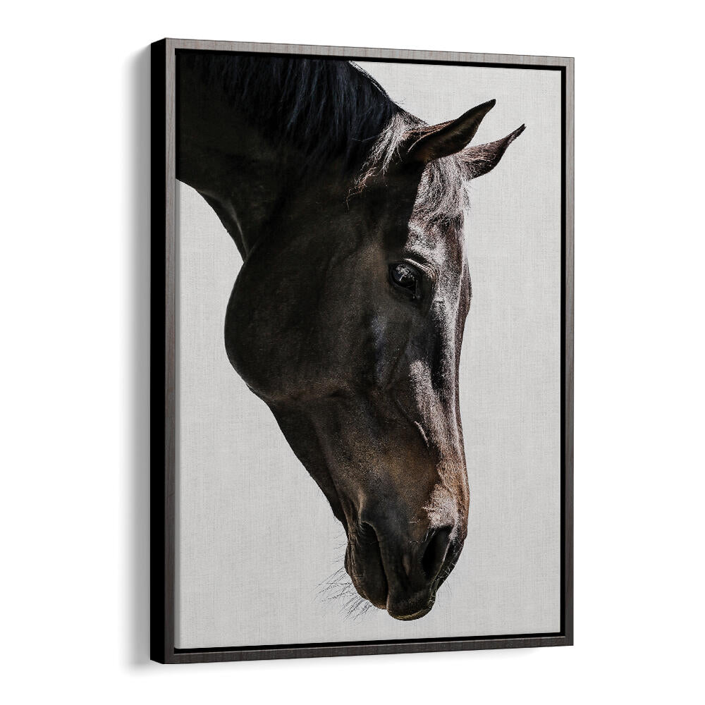 Framed black horse portrait with soft profile, GENTLE EQUINE GAZE , ANIMAL PAINTINGS — Blackfloater