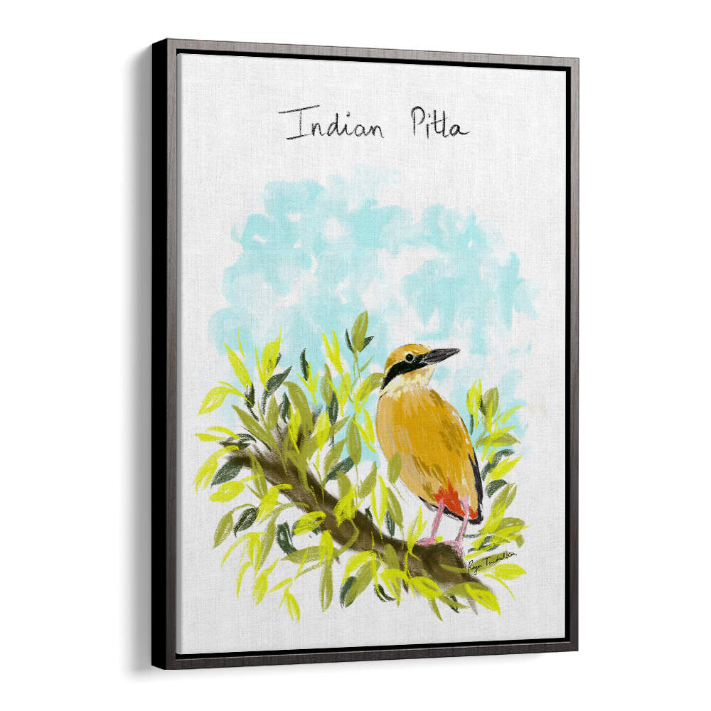 INDIAN PITTA