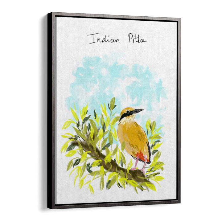 INDIAN PITTA