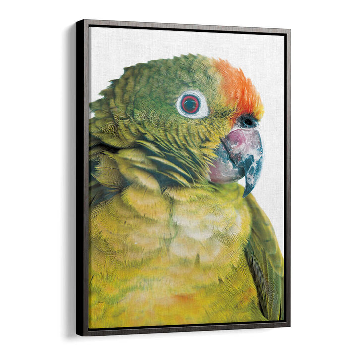 BlackFloater PARROT GLANCE , ANIMAL PAINTINGS — close-up vibrant parrot portrait in black floater frame