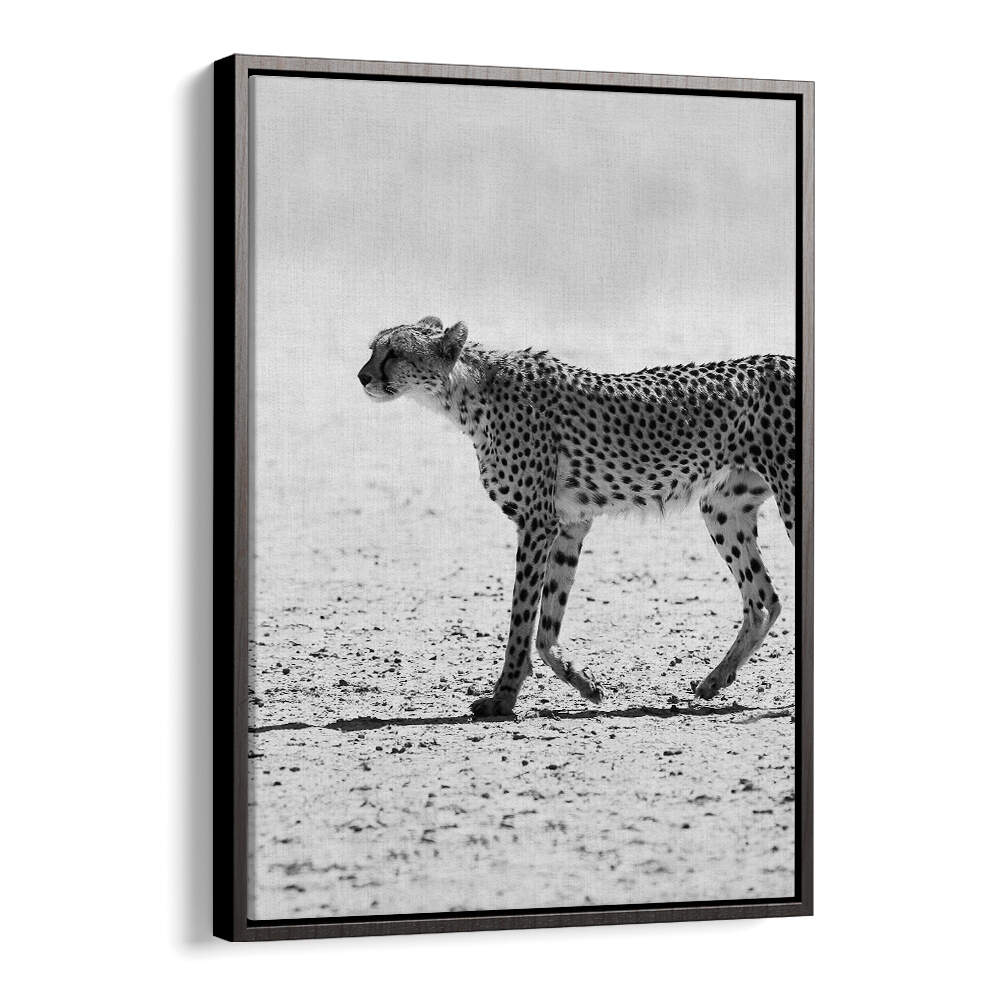 BlackFloat SILENT PURSUIT , ANIMAL PAINTINGS: black-and-white cheetah walking across sunlit desert on framed canvas