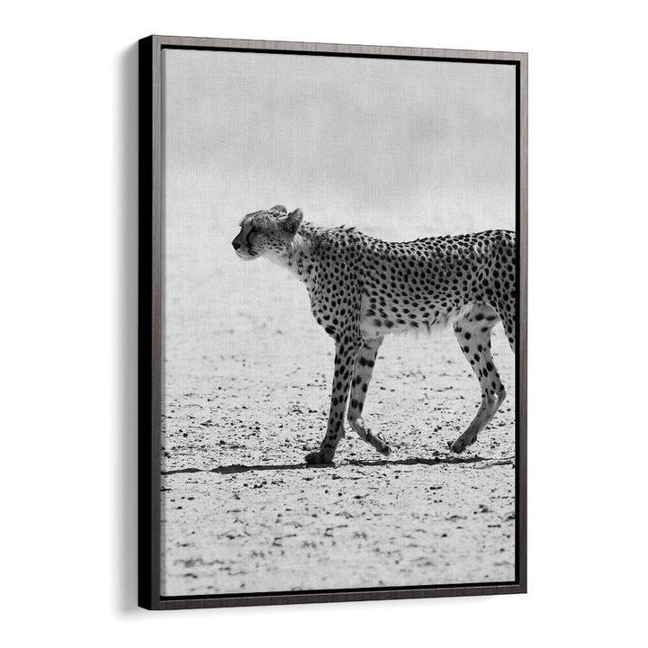 BlackFloat SILENT PURSUIT , ANIMAL PAINTINGS: black-and-white cheetah walking across sunlit desert on framed canvas